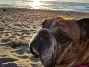 A bulldog out on the beach