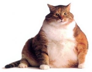 fat_cat