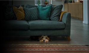 A dog hiding under the couch