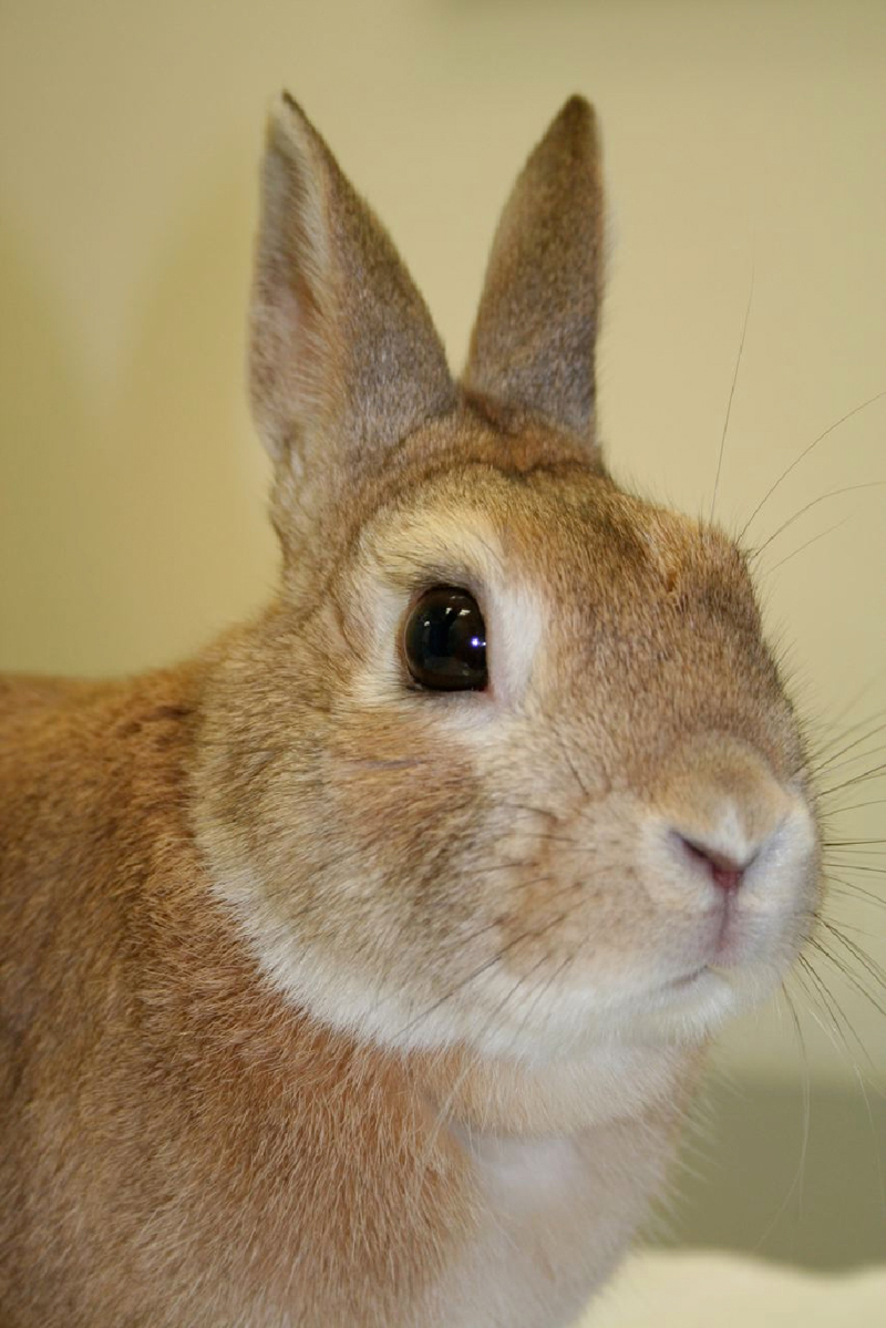 rabbits-owning-1 rabbits-owning-1