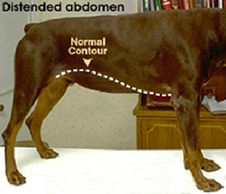 weight_reduction_in_dogs_-_general-1_2009 weight_reduction_in_dogs_-_general-1_2009