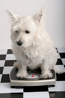 weight_reduction_in_dogs_-_general-2_2009